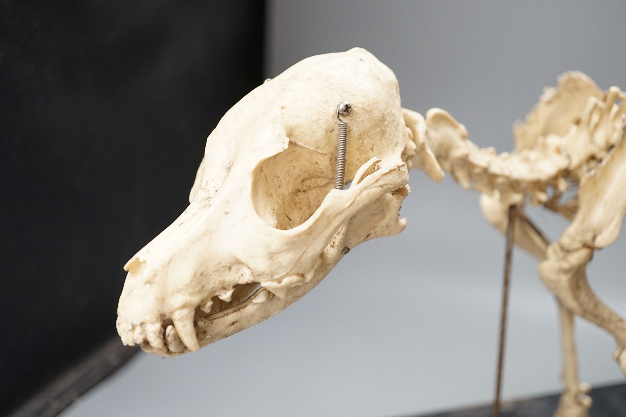 A veterinary skeleton dog demonstration display model, 50 cms wide.